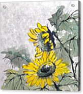 Sunflowers 2 Acrylic Print
