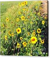 Sunflowers Along Highway 260 Acrylic Print