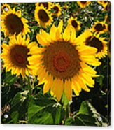 Sunflowers Joyful Field Acrylic Print