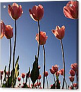 Sunny Tulips Acrylic Print
