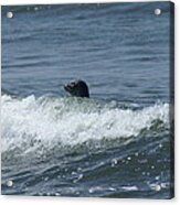 Surfing Seal Acrylic Print