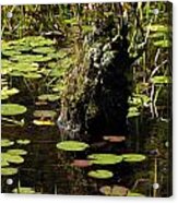 Surrounded By Lily Pads Acrylic Print
