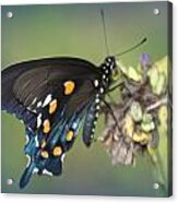 Swallowtail 1 Acrylic Print