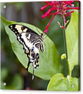 Swallowtail Butterfly Acrylic Print