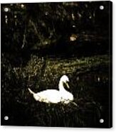 Swan Acrylic Print