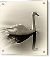 Swan Acrylic Print