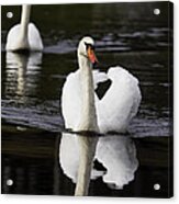 Swan Pair Acrylic Print