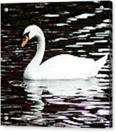 Swan Perfection Acrylic Print