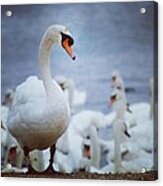 Swans Acrylic Print