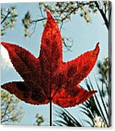 Sweetgum Acrylic Print