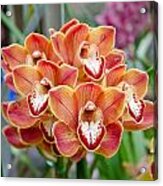 Tangerine Orchids Acrylic Print