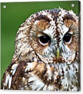 Tawny Owl Acrylic Print