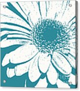 Teal Decorator Gerbera Acrylic Print