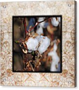 Tennessee Cotton I Photo Square Acrylic Print