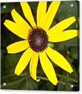 The Beauty Of A Single Daisy Acrylic Print