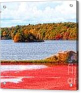 The Cranberry Farms Of Cape Cod Acrylic Print