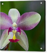 The Edison Orchid Acrylic Print