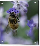 The Gatherer Acrylic Print