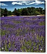 The Lavender Acrylic Print