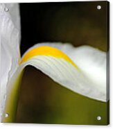 The Pose White Dutch Iris Flower Acrylic Print