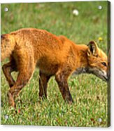 The Red Fox Acrylic Print