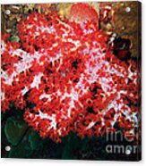 The Scarlet Soft Coral. Similan Islands Acrylic Print