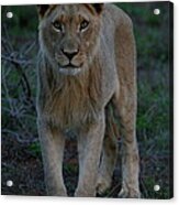 The Stare - Young Lion Acrylic Print
