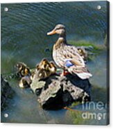 The Swimming Lesson Acrylic Print