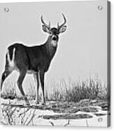 The Watching Deer Acrylic Print