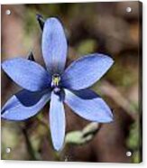 Thelymitra Crinita Blue Lady Orchid 1 Acrylic Print