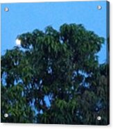 There Is A Moon In Our Mango Tree!!!! Acrylic Print