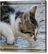 Thirsty Cat Acrylic Print
