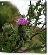 Thistle Bloom Acrylic Print