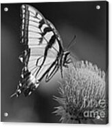 Thistle Butterfly 1 Bw Acrylic Print