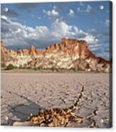 Thorny Devil Moloch Horridus Crossing Acrylic Print