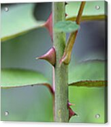 Thorny Stem Acrylic Print