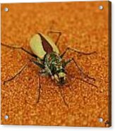 Tiger Beetle Acrylic Print