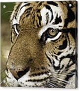 Tiger Face Acrylic Print