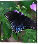 Tiger Swallowtail Female Dark Form On Wild Geranium Acrylic Print