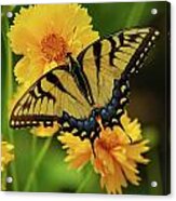 Tiger Swallowtail Acrylic Print