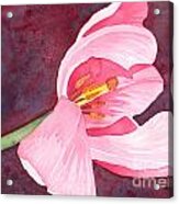 Tilted Pink Tulip Watecolor Acrylic Print