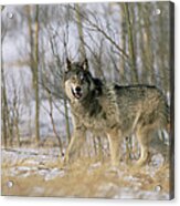 Timber Wolf Canis Lupus, North America Acrylic Print