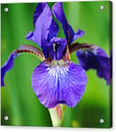 Tiny Purple Iris Acrylic Print