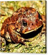 Toad Acrylic Print