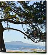 Tree And Volcano Acrylic Print