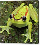 Tree Frog Hyla Rubracyla, Colombia Acrylic Print