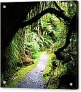 Tree Tunnel Acrylic Print