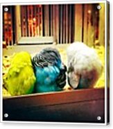 Trois Petits Oiseaux Qui Font Dodo Acrylic Print