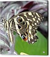 Tropical Butterfly Acrylic Print