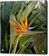 Tropical Flower Acrylic Print